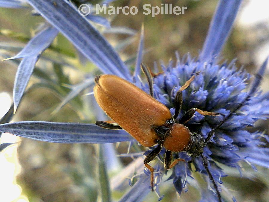 Leptura (Corymbia) rubra - Stictoleptura rubra ssp. rubra